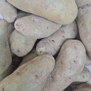 Idaho potato loose
