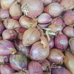 Shallot