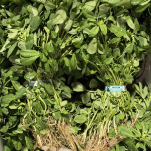 methi leaves little bear 24 ct